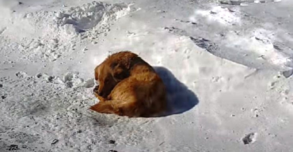 Perro tirado a su suerte duerme en la gélida nieve durante días hasta que un turista interviene Perro tirado a su suerte duerme en la gélida nieve durante días hasta que un turista interviene