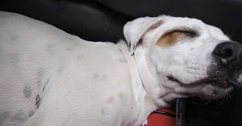 Perro callejero salta inmediatamente al auto de un desconocido y se queda profundamente dormido