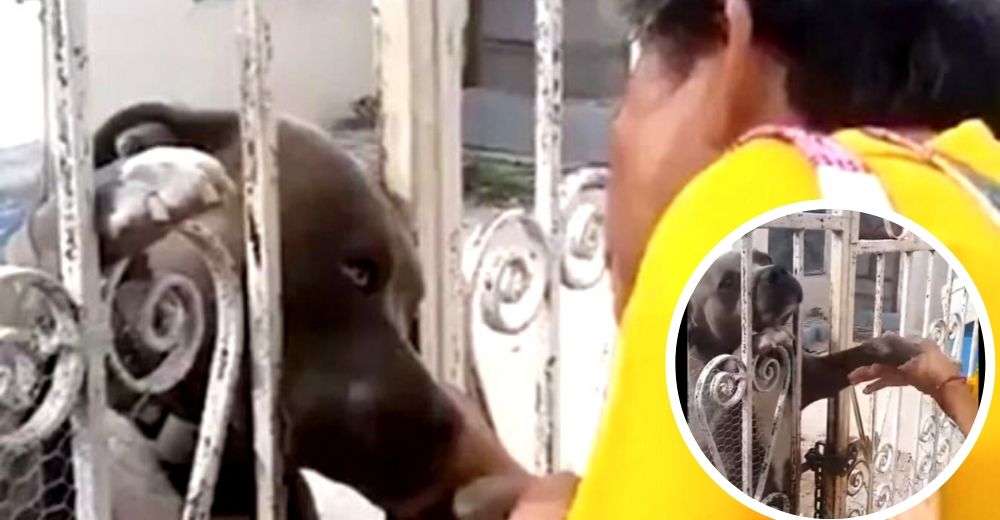 Todos tenían pánico de acercarse a un pitbull encerrado en su casa sin comida, menos esta abuela Todos tenían pánico de acercarse a un pitbull encerrado en su casa sin comida, menos esta abuela