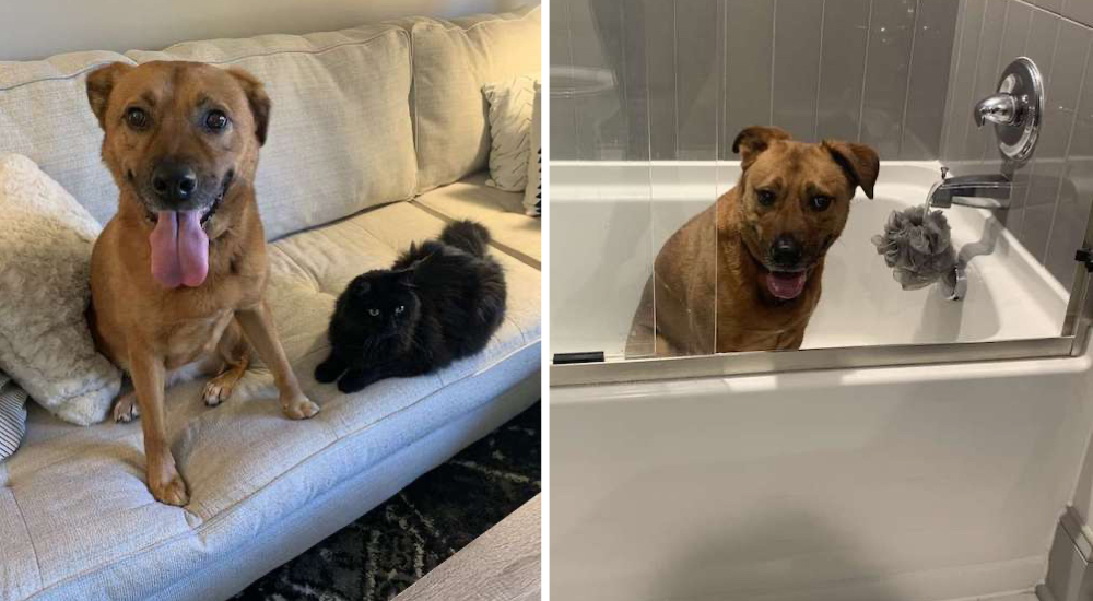 Un gato le ofrece consuelo a una perrita que se esconde aterrada durante una tormenta Un gato le ofrece consuelo a una perrita que se esconde aterrada durante una tormenta