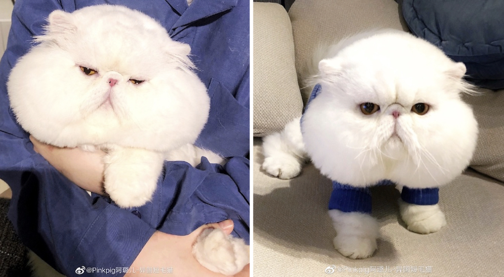 El esponjoso rostro de este felino lo ha convertido en una celebridad amada por todos