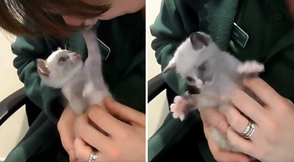 Una mujer salva a un gatito abandonado y ahora no para de agradecerle con abrazos y besos Una mujer salva a un gatito abandonado y ahora no para de agradecerle con abrazos y besos