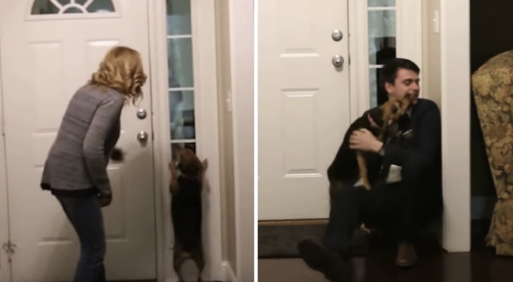 Perrita llora de alegría al ver a su humano por primera vez después de 2 años de marcharse lejos