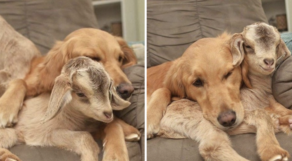 Perrita Golden que acoge todo animalito rescatado no puede disimular su obsesión por estas bebés