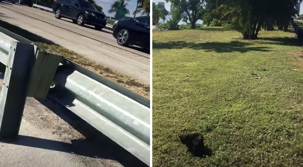 Mujer frena en seco para rescatar a un pequeño en apuros atrapado en una carretera Mujer frena en seco para rescatar a un pequeño en apuros atrapado en una carretera