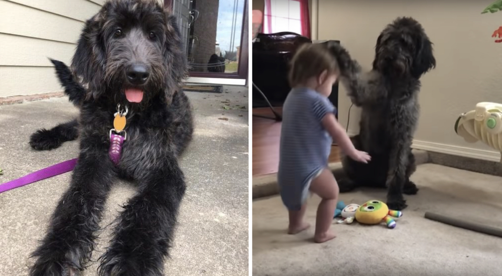 Perrito cansado de que le digan que se siente enseña a su pequeña humana quién pone las reglas