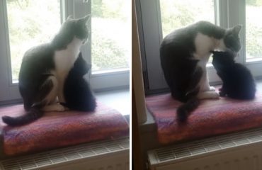 Gatito recibe con amor a su nuevo hermanito