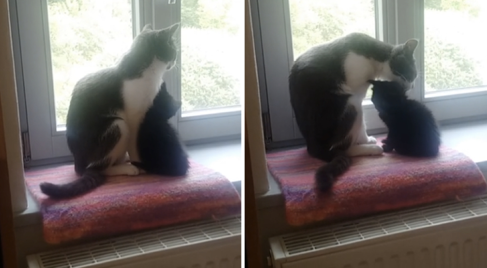 Gatito callejero es adoptado y se hace íntimo amigo del supuesto gato refunfuñón de la familia Gatito callejero es adoptado y se hace íntimo amigo del supuesto gato refunfuñón de la familia