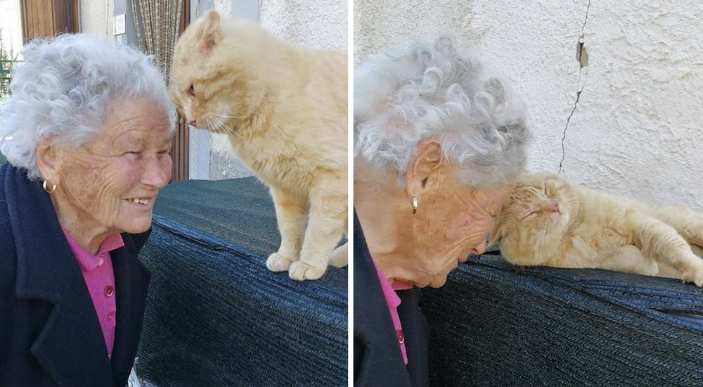 El reencuentro de una anciana y su gato que desapareció hace 4 años tras un terremoto El reencuentro de una anciana y su gato que desapareció hace 4 años tras un terremoto