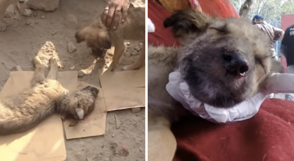 Cachorrito queda inconsciente por culpa de un desalmado delante de sus hermanitos angustiados Cachorrito queda inconsciente por culpa de un desalmado delante de sus hermanitos angustiados