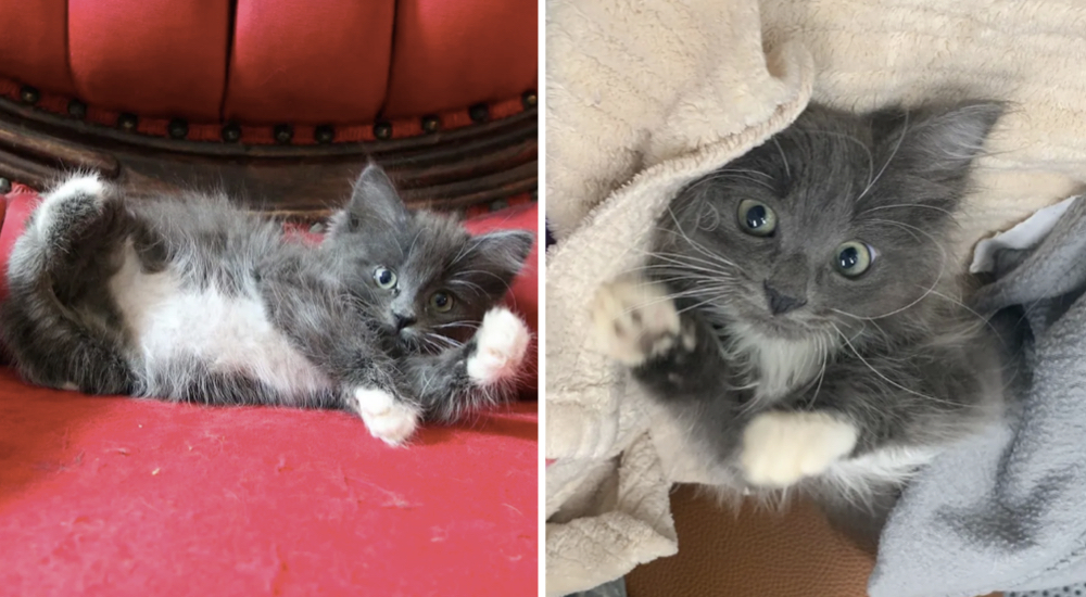 La persona indicada adoptó a la gatita que nació con sus patas torcidas y estaba en peligro La persona indicada adoptó a la gatita que nació con sus patas torcidas y estaba en peligro