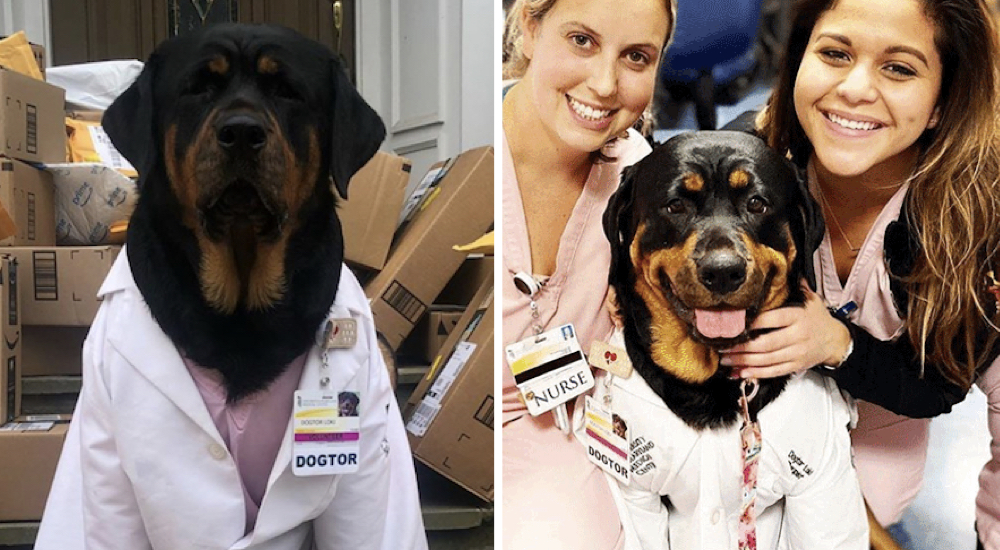 Dogtor Loki, el perro que sabe qué hacer para reconfortar a las enfermeras en esta pandemia Dogtor Loki, el perro que sabe qué hacer para reconfortar a las enfermeras en esta pandemia