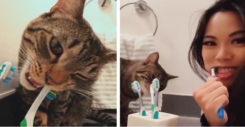 Su inteligente gato se cepilla los dientes junto a ella cada mañana ante el asombro de todos Su inteligente gato se cepilla los dientes junto a ella cada mañana ante el asombro de todos