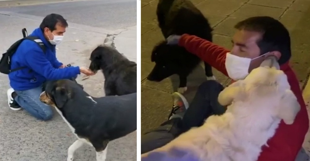 La cuarentena parecía complicarlo todo, pero él no dejaría de alimentar a perritos callejeros La cuarentena parecía complicarlo todo, pero él no dejaría de alimentar a perritos callejeros