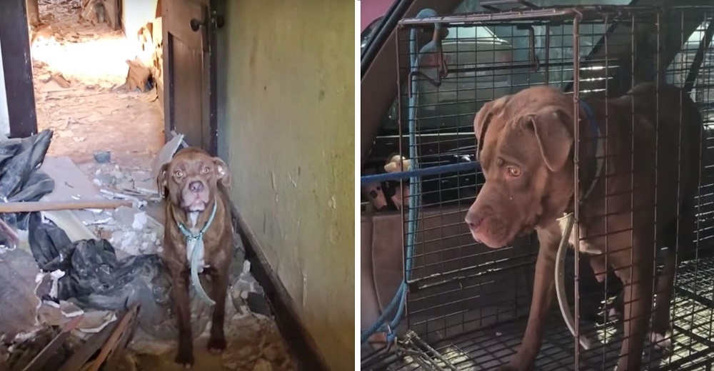 Se quedaron helados cuando una pitbull amenazó con atacarlos pero ella tenía 6 poderosas razones Se quedaron helados cuando una pitbull amenazó con atacarlos pero ella tenía 6 poderosas razones
