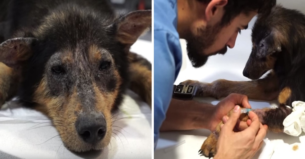 La transformación de una perrita que logró sobrevivir gracias a la valentía de sus rescatistas La transformación de una perrita que logró sobrevivir gracias a la valentía de sus rescatistas