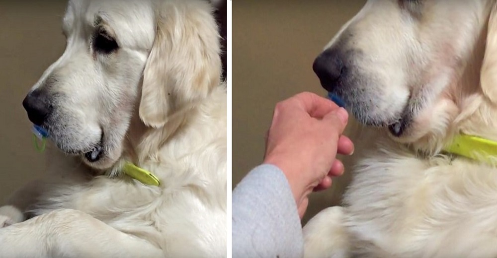 La inusual reacción de un perrito cuando su madre intenta desprenderlo de su chupete favorito La inusual reacción de un perrito cuando su madre intenta desprenderlo de su chupete favorito