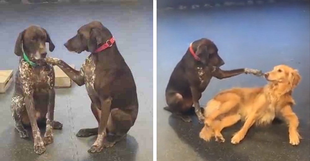 Graban a la amorosa perrita que no puede dejar de acariciar a cada amiguito de la guardería Graban a la amorosa perrita que no puede dejar de acariciar a cada amiguito de la guardería