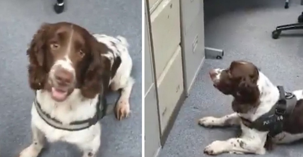 Graban a perrito policía que ha aprendido a rastrear el papel higiénico que muchos acaparan Graban a perrito policía que ha aprendido a rastrear el papel higiénico que muchos acaparan