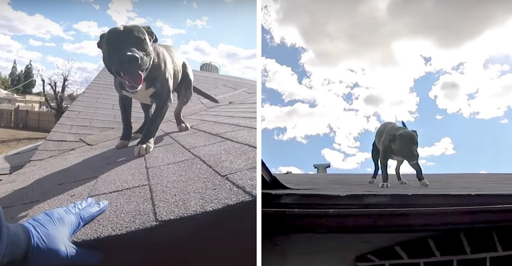 Pitbull que terminó en el techo de una casa desconocida reacciona cuando ve que lo quieren bajar Pitbull que terminó en el techo de una casa desconocida reacciona cuando ve que lo quieren bajar