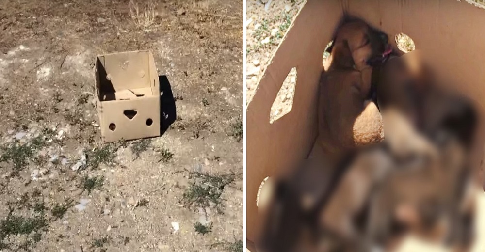 Todos sus hermanitos yacían muertos en una caja, con el último hilo de esperanza logró gritar Todos sus hermanitos yacían muertos en una caja, con el último hilo de esperanza logró gritar