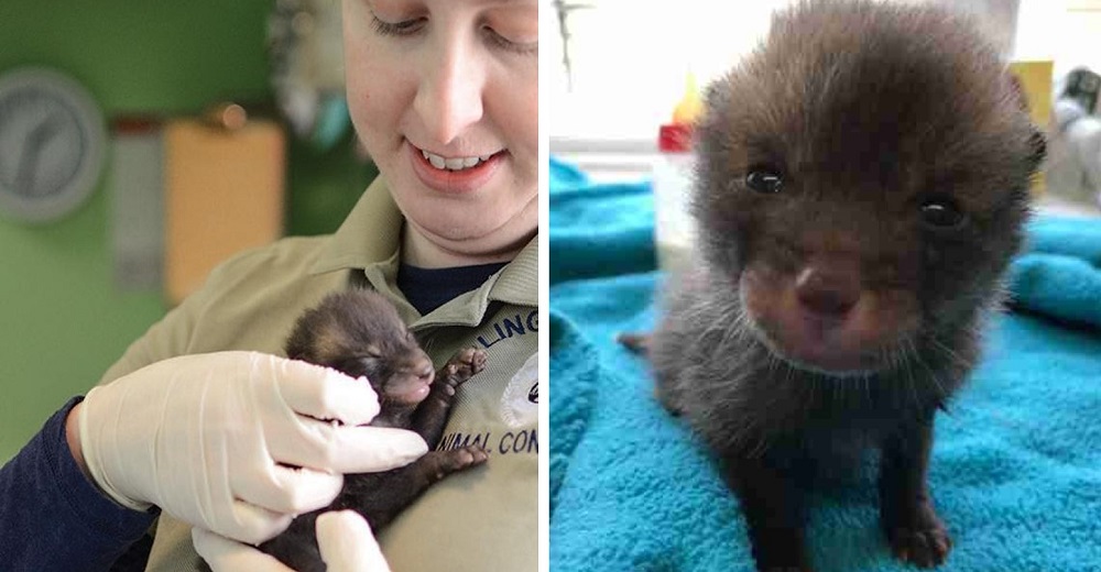 Pensó que había rescatado a un pequeño gatito abandonado hasta que descubrió que era otro animal