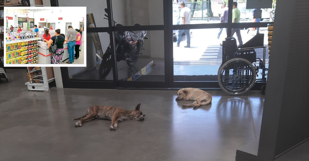 Permiten que perritos callejeros descansen en la tienda tras descubrir lo que viven allá afuera Permiten que perritos callejeros descansen en la tienda tras descubrir lo que viven allá afuera