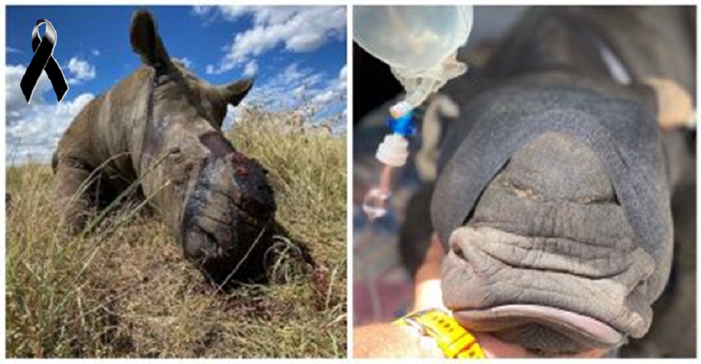 Cazadores furtivos aprovechan el coronavirus para cobrar sin medida la vida de rinocerontes