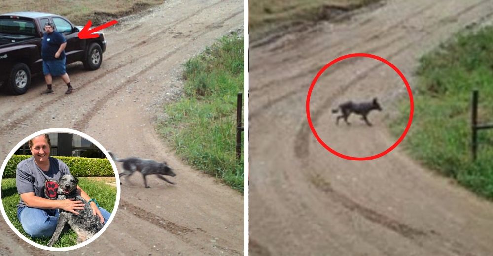 «Como si fuera un objeto cualquiera» – Tira a su perro en el camino y arranca a toda velocidad «Como si fuera un objeto cualquiera» – Tira a su perro en el camino y arranca a toda velocidad