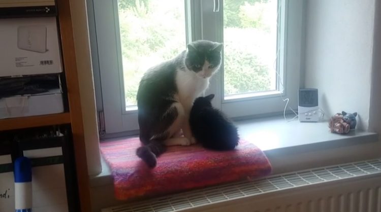 Gatito recibe con amor a su nuevo hermanito