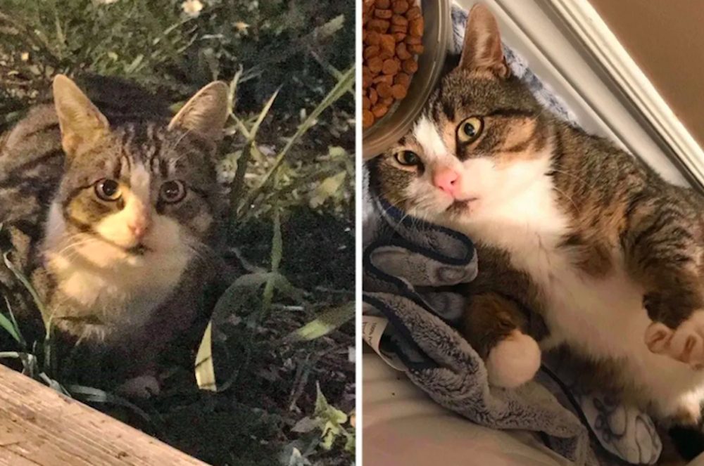 Gatito callejero espera afuera del hogar perfecto para recibir la ayuda que tanto necesitaba Gatito callejero espera afuera del hogar perfecto para recibir la ayuda que tanto necesitaba