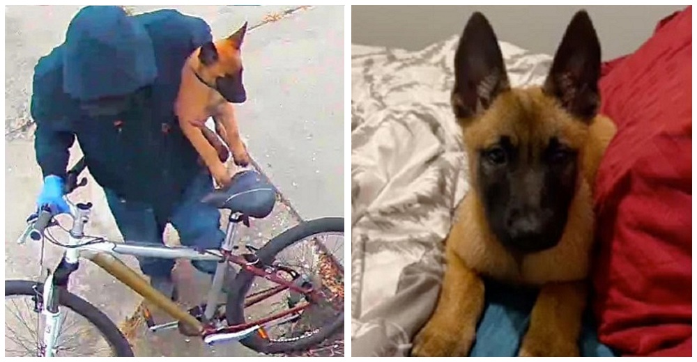 Piden ayuda para encontrar al perro robado de una enfermera que lucha contra el COVID-19 Piden ayuda para encontrar al perro robado de una enfermera que lucha contra el COVID-19