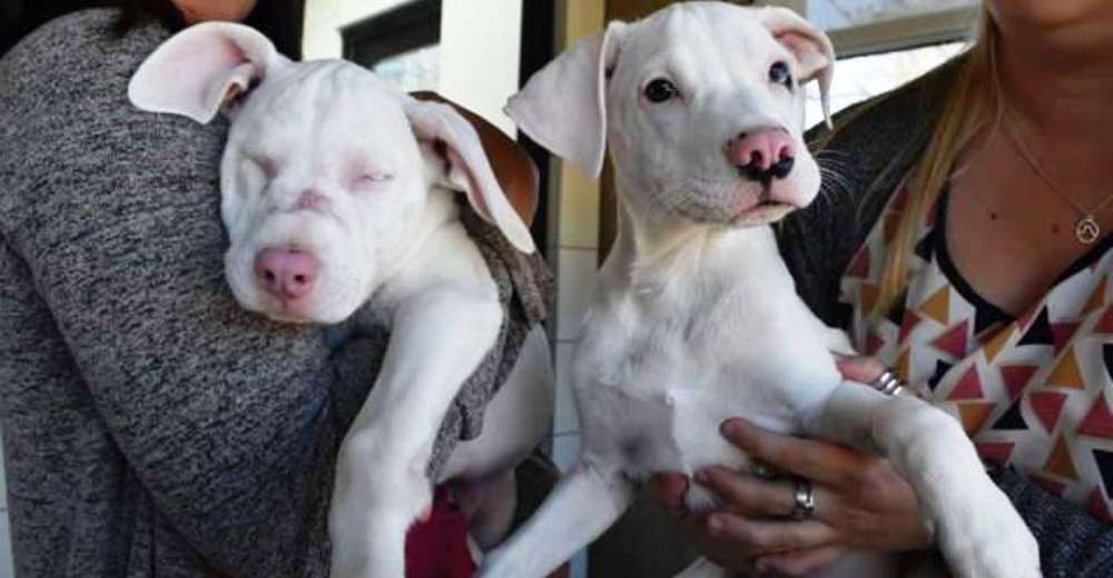 La perrita ciega y sorda que buscaba un hogar finalmente fue adoptada junto a su hermano