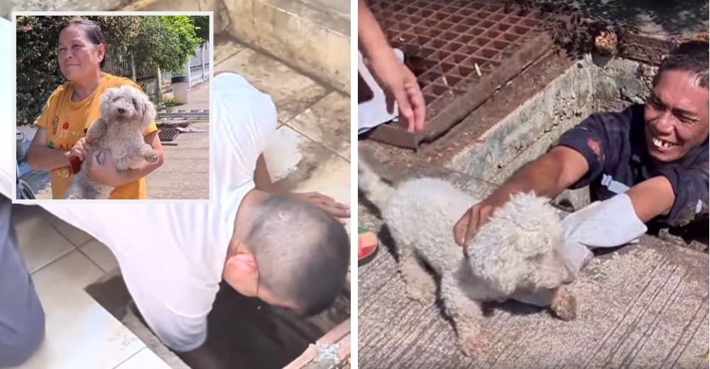 El dramático rescate de un perrito que permaneció 3 días atrapado en un desagüe sin alimento El dramático rescate de un perrito que permaneció 3 días atrapado en un desagüe sin alimento