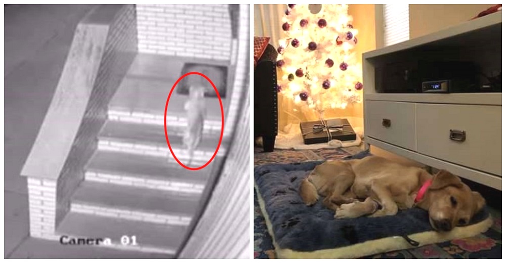 Cámara de seguridad graba cómo una perrita de la calle se coló en su sala para suplicar ayuda Cámara de seguridad graba cómo una perrita de la calle se coló en su sala para suplicar ayuda