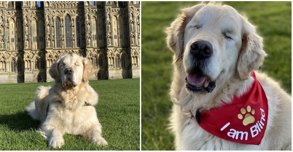 Confunden a este Golden ciego con un perro guía, pero es él quien necesita a un humano para todo