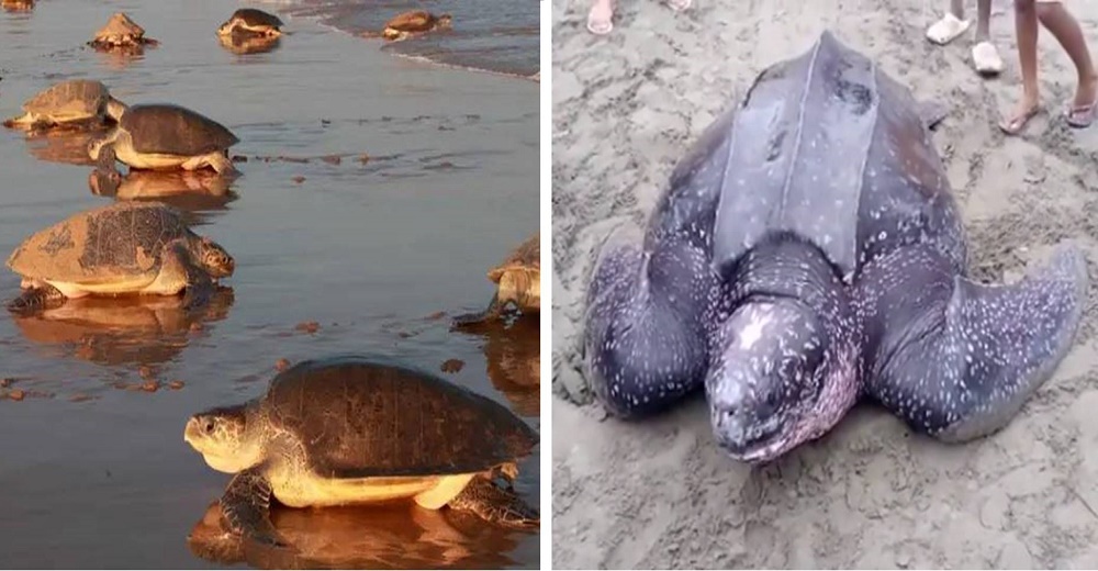 Por el coronavirus, miles de tortugas marinas disfrutan de las playas sin turistas para anidar