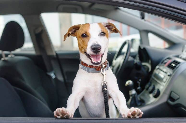 Uber entendió que los perritos se comportan mejor que cualquiera y