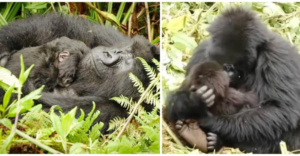 Una gorila adolescente se convierte en la niñera de una ocupada madre con 7 hijos