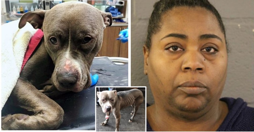Rescatan al perro abandonado por una mujer para pedirle a su ex pareja dinero como rescate