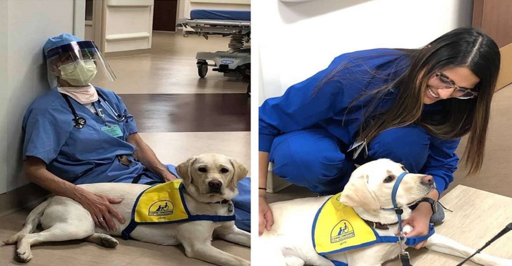 Personal médico de un hospital recibe el mejor apoyo para poder enfrentar la pandemia Personal médico de un hospital recibe el mejor apoyo para poder enfrentar la pandemia