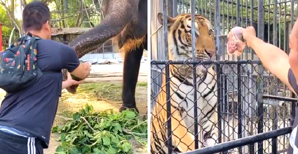 Reúne fondos para alimentar a los animales de un zoológico abandonado y termina arrestado