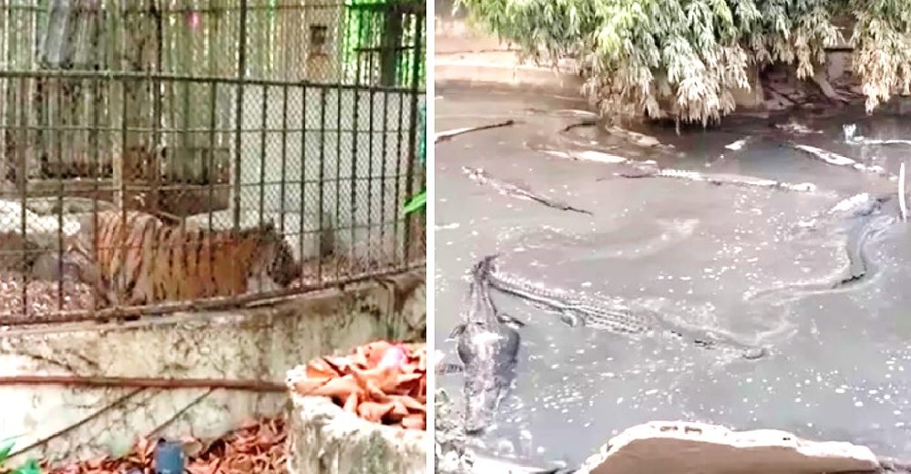 Un zoológico quebró por la cuarentena y dejó a sus animales sumidos en la miseria y el olvido