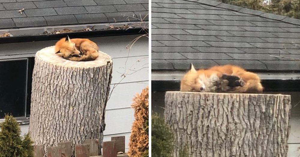 Lo capturan tomando la siesta en el lugar perfecto sin humanos que le hagan daño y se hace viral