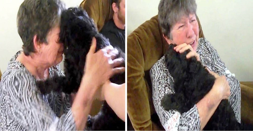Abuelita rompe a llorar después de que entran por la puerta con su mascota que daba por perdida Abuelita rompe a llorar después de que entran por la puerta con su mascota que daba por perdida