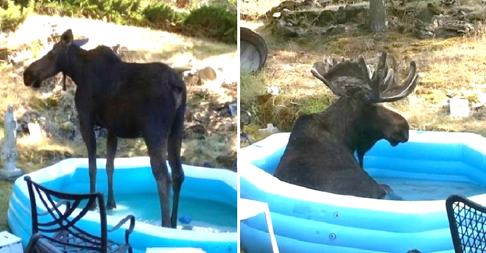 El día de piscina de la familia se vio interrumpido por la visita de un enorme alce