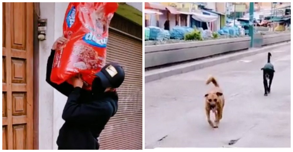 Graban al hombre que vieron acercarse a decenas de perritos callejeros en la cuarentena Graban al hombre que vieron acercarse a decenas de perritos callejeros en la cuarentena