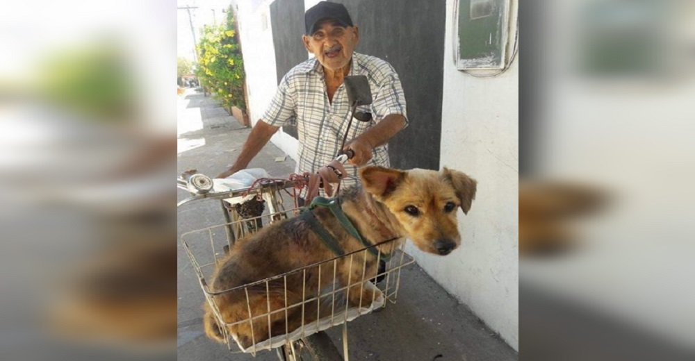 Abuelo de 90 años saca fuerzas para pedalear su bici y llevar a su perro anciano al veterinario Abuelo de 90 años saca fuerzas para pedalear su bici y llevar a su perro anciano al veterinario