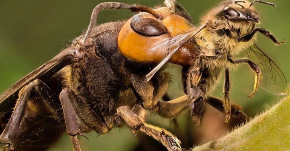 Alertan la presencia de peligrosos avispones gigantes que pueden causar letales picaduras