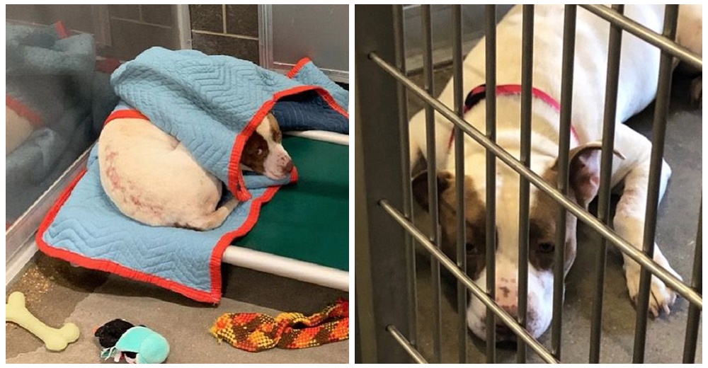 Buscan con urgencia un hogar para un perrito al que le quedan pocas semanas de vida Buscan con urgencia un hogar para un perrito al que le quedan pocas semanas de vida